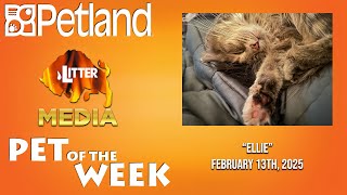 Petland-Litter Media Pets of the Week: "Ellie"