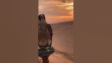 الي مايعرف الصقر يشويه 