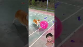 dog vs balloon crashing#pets #corgi #funny #cutedog #2025 #satisfying #amazing #youtubeshorts