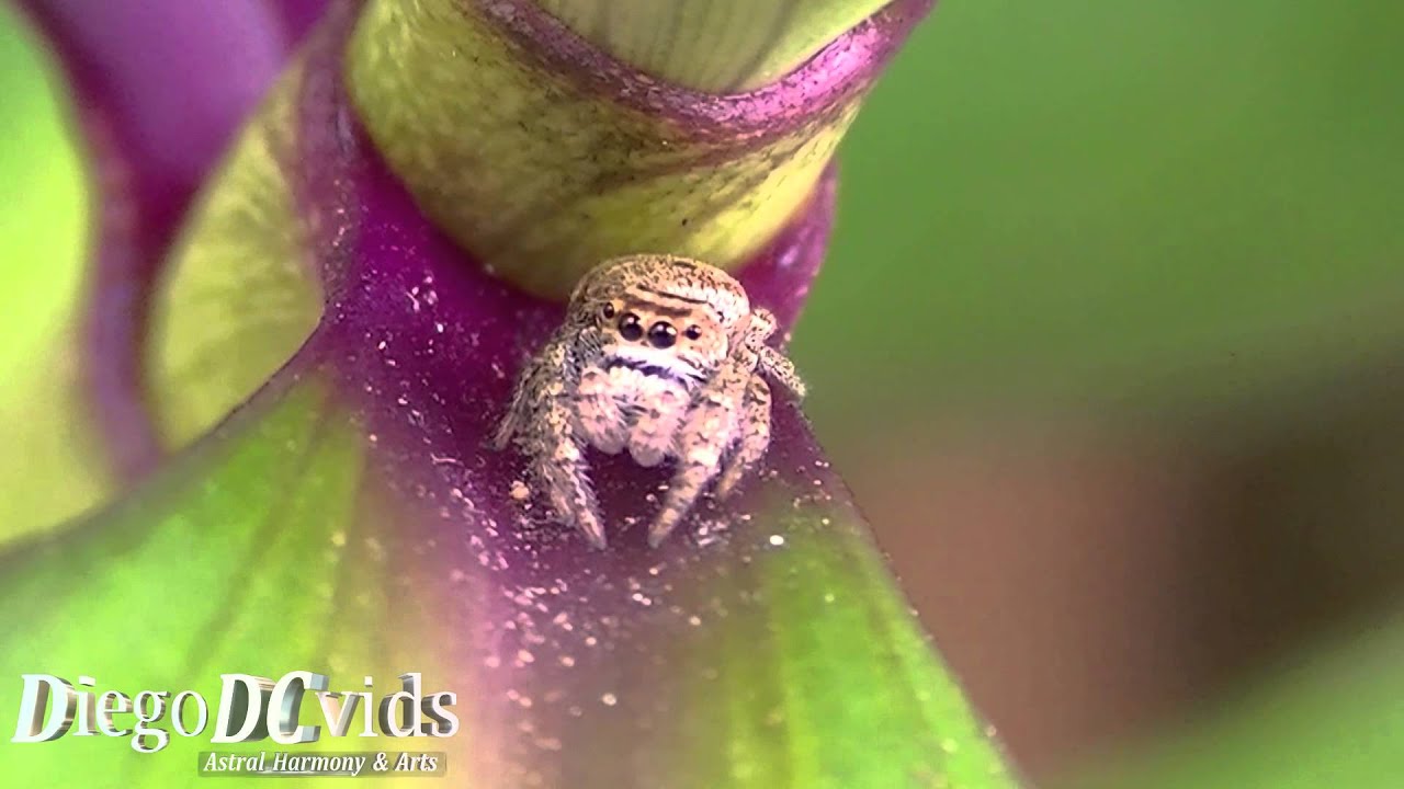 (Salticidae) Pelegrina jumping spider species