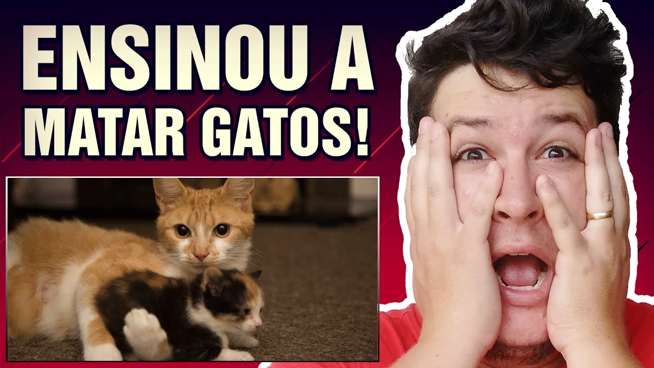 O Que Significa Matar Um Gato - FDPLEARN