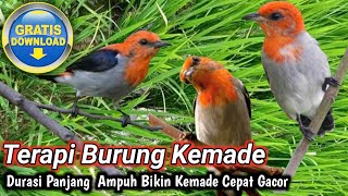 SUARA TERAPI BURUNG KEMADE