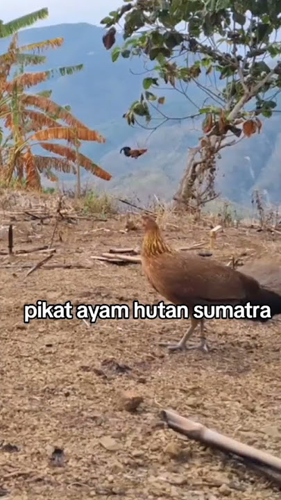 Indahnya lokasi mikat ayam hutan #ayamhutan