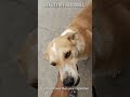 innocent soul🥹🫶..#dog#love#pinkeeeeluvss#pawsitivity