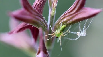Wind and macro photos