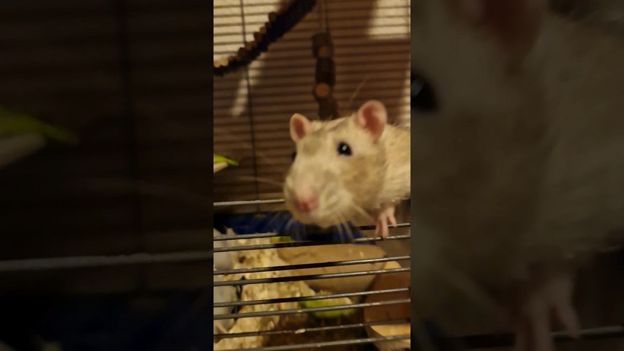 What Kind Of Rat Is It YouTube what-kind-of-rat-is-it-youtube