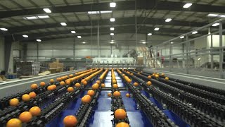 Customer Story - Kings River Packing - Integrated Citrus Solution