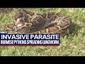 Invasive snake spreading parasite to native species in Florida