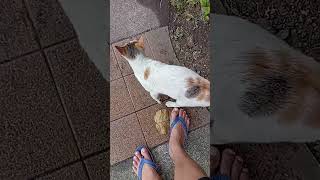 Greenfield City Community Cat