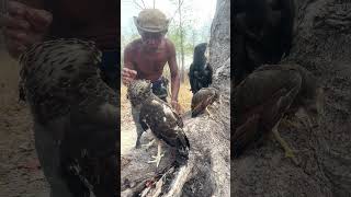 A man see black eagles on a stump tree part 04. birds animals wildeagle babyeagle eaglelife