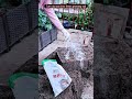 use old Soil the Right Way#shortsfeed #gardeningtips