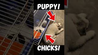 How to Train Your LGD #shorts