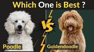 Goldendoodle vs Poodle  Difference between Two Dogs