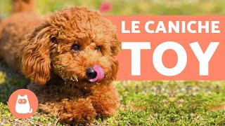 LE CANICHE TOY  Caractère, caractéristiques et soins