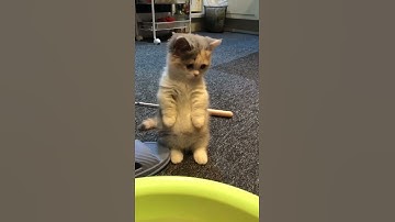 Những khoảnh khắc đáng yêu của thú cưng (P42) #shorts