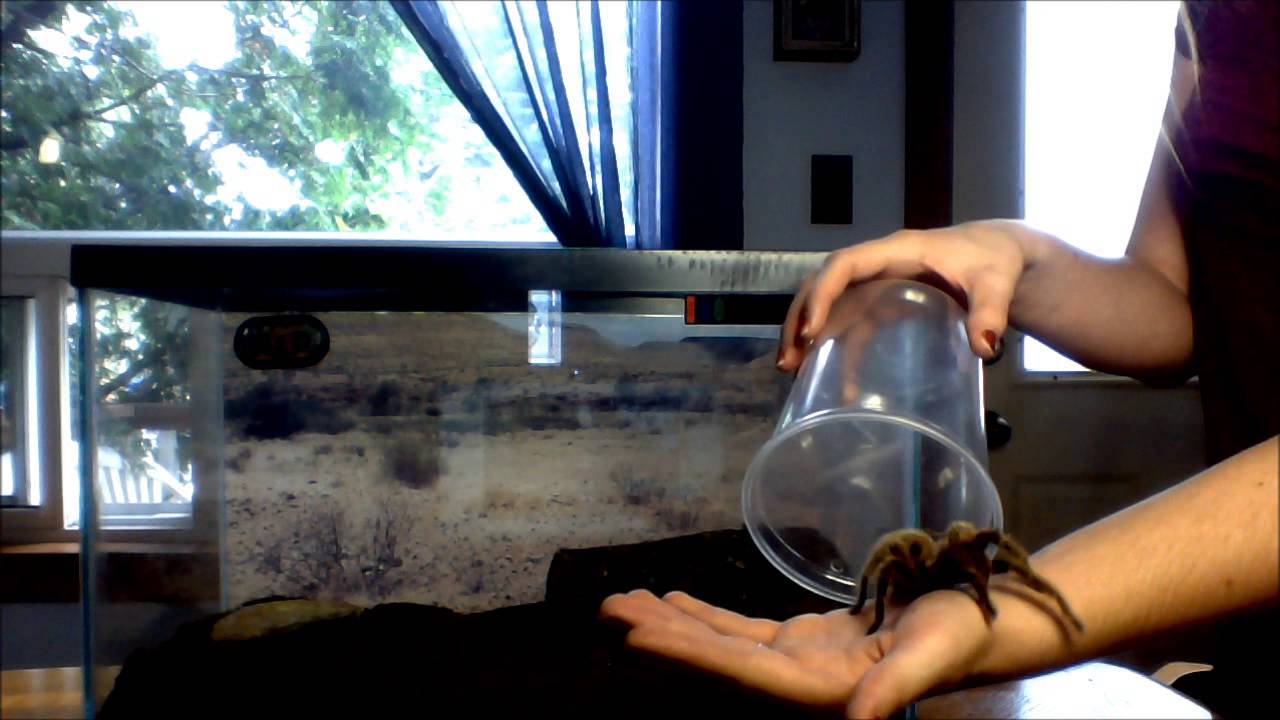 Terrarium Set Up For Rose Hair Tarantula YouTube