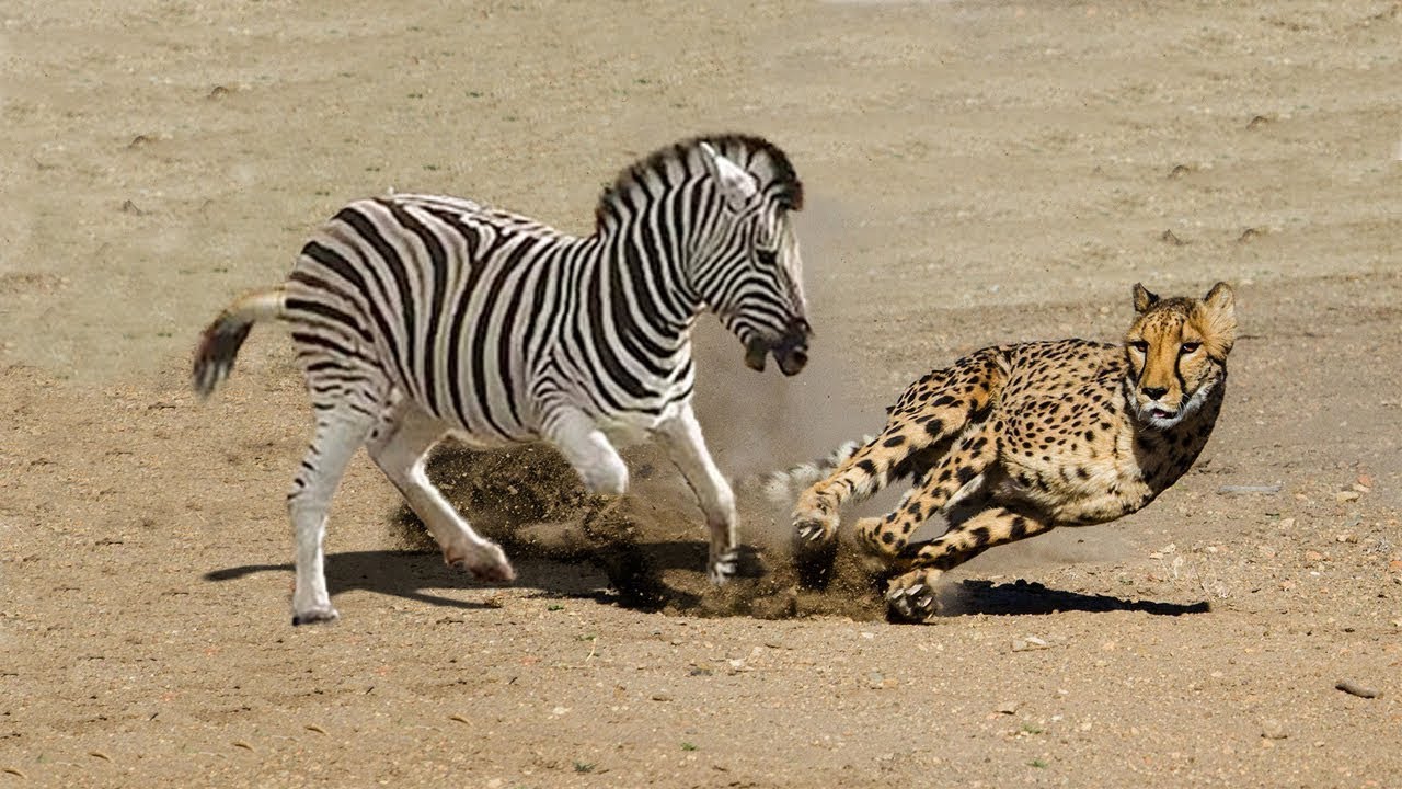 Amazing Mother Zebra Save Her Baby From Cheetah Hunting | Zebra Chasing Cheetah