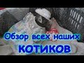 Обзор всех котов, остался один котенок, Ириска пропала. (09.17г.) Семья Бровченко.