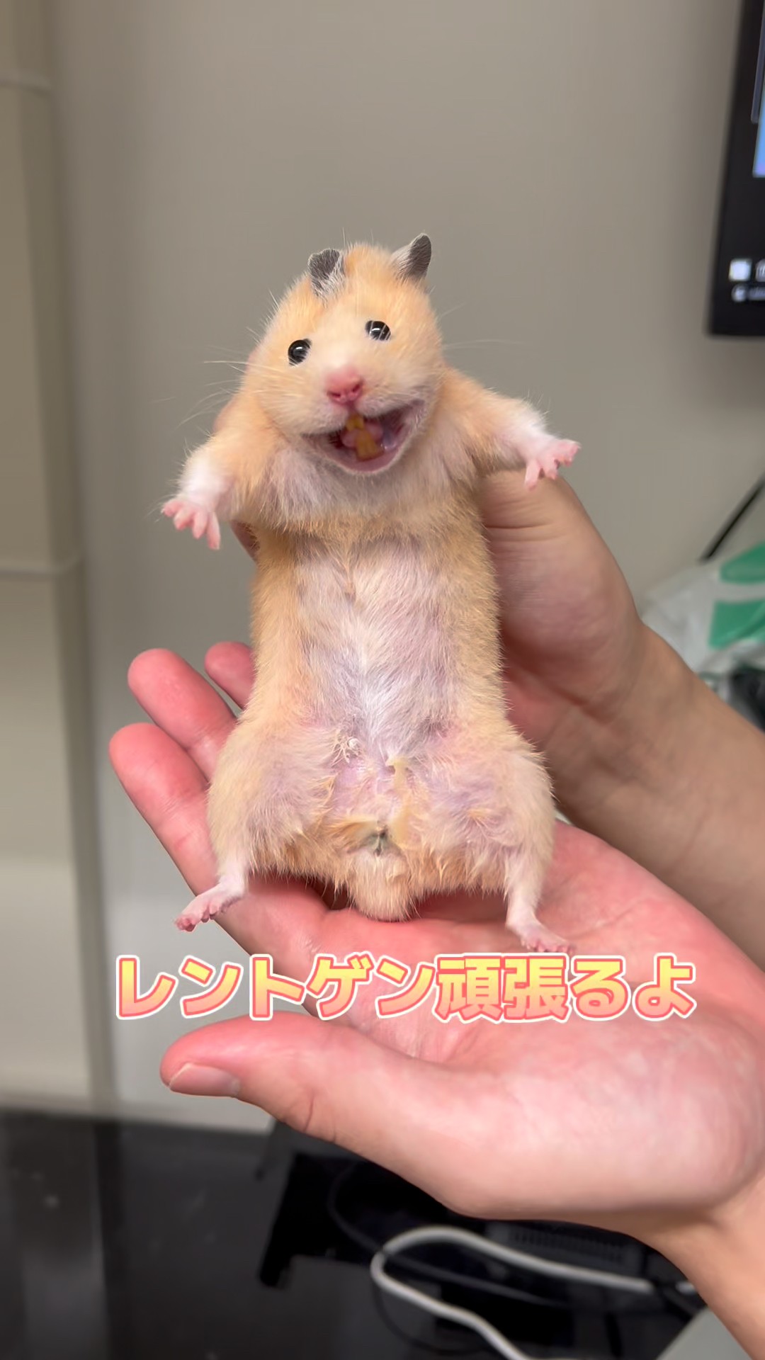 レントゲンを頑張るキンクマハムスター - YouTube