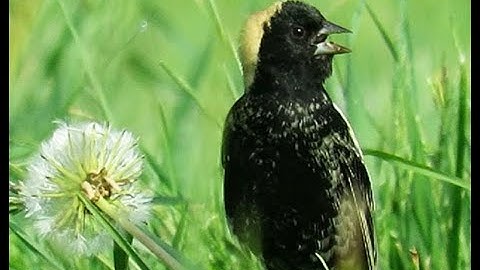 FeatherFlix Bird Video of the Week - Beautiful Bobolink