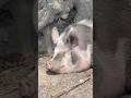 Good Morning Pig! Song about #pigs for #kids 🐷 #farm #animals #farmanimals #pig #kidssongs #music