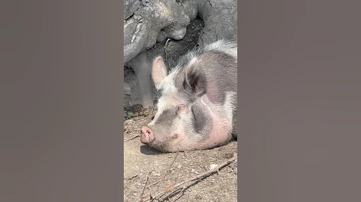 Good Morning Pig! Song about #pigs for #kids 🐷 #farm #animals #farmanimals #pig #kidssongs #music