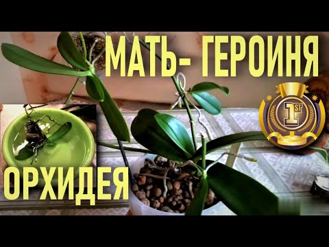 Видео: Излиза ли коренът преди перо?