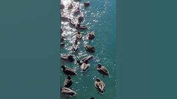 If it quacks like a duck #shorts