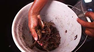 Native Crayfish And Janga Catch In Kingston Jamaica 
