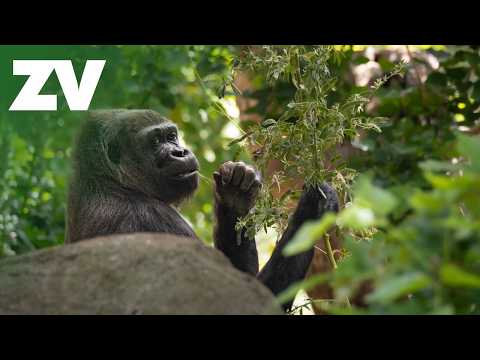 From food to poo at the zoo thumbnail