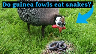 Do guinea fowls eat snakes?