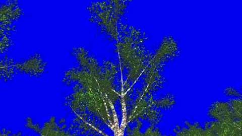 Procedural Tree Animations