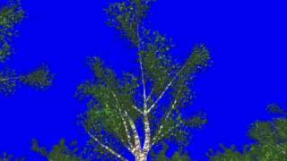 Procedural Tree Animations