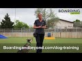 Colorado's Top-Rated Dog Training Colorado's Top-Rated Dog Training