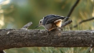 White Breasted Nuthatch - Short Documentary