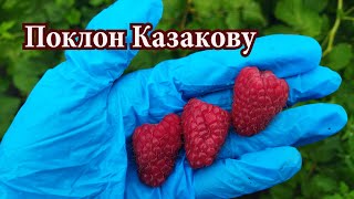 картинка: Ремонтантная малина Поклон Казакову в 2023 г. Обзор сорта в пригороде Воронежа.
