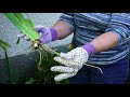 How-to video on Iris dividing and replanting.