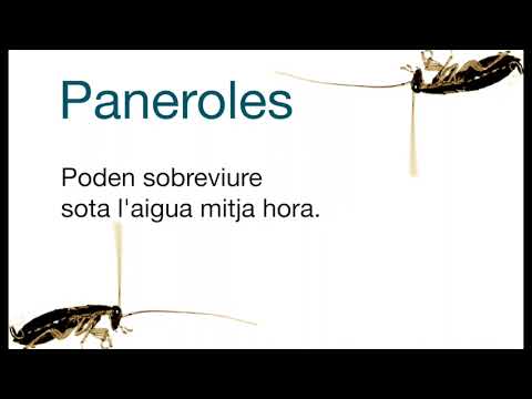 Vídeo: Les paneroles són perilloses per a la teva salut?
