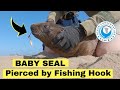 Baby Seal saved from RUSTY FISHING HOOK