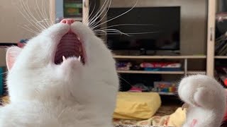 Funniest Cats and Dogs Videos  ||  Hilarious Animal Compilation №125