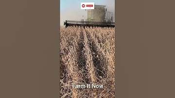 Soybean Harvest 2025 #soybean #farming #agriculture #harvesting #moreviews