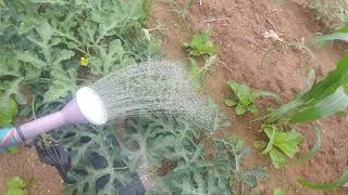 비온뒤  농작물 관리 하는 법 Pat BottleFarming Act