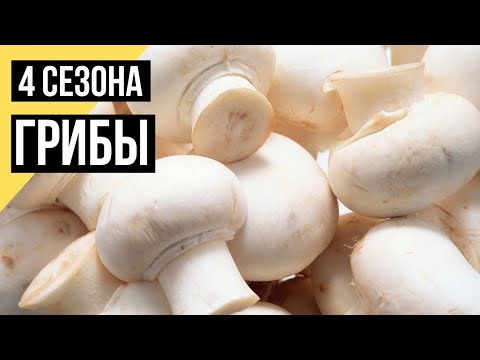 Четыре сезона. Грибы на даче