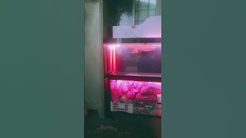 Lọc đầu tàu giấu bơm kèm khay tách phân. Nhận setup đi ống giấu bơm tận nhà  #loctrannhuaquannguyen