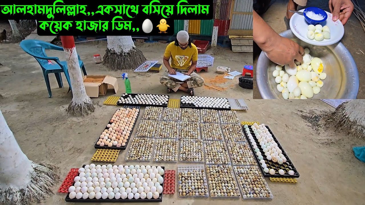 আলহামদুলিল্লাহ,,একসাথে বসিয়ে দিলাম কয়েক হাজার ডিম,,🥚🐥