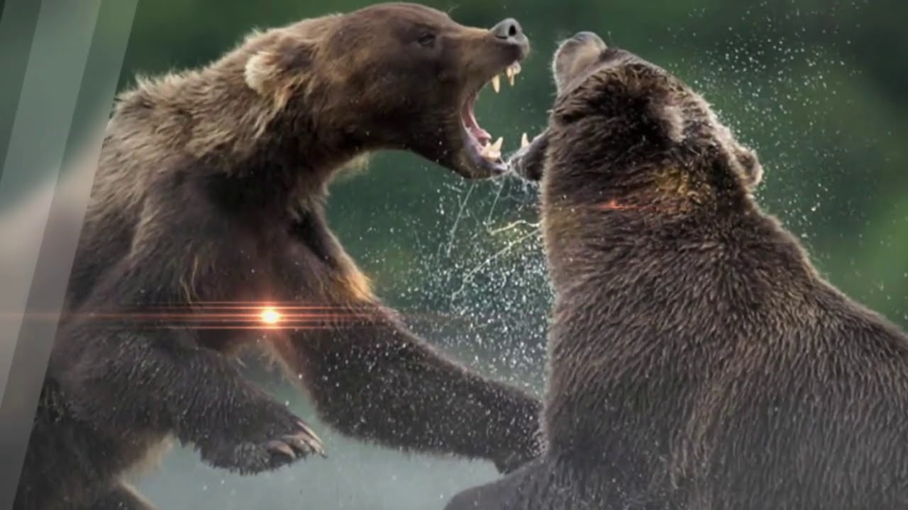 Strongest Animals On Earth Wild Ones Full Episode YouTube strongest-animals-on-earth-wild-ones-full-episode-youtube