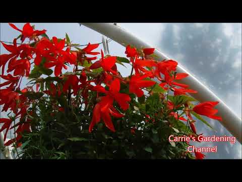 Video: Bolivian Begonia (24 Duab): Kev Piav Qhia Ntawm Ampelous Ntau Yam 