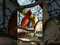 Northern Cardinal Singing To Female Nature Bird Birds Animal Pets