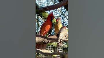 Northern Cardinal Singing to female #nature #bird #birds #animal #pets
