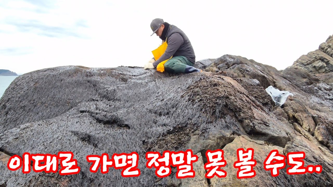 예전엔 흔했는데 안면도 섬에서 사라지고 있다는 이것?